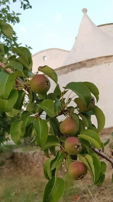 Podere Del Gelso Bianco, Vacation Rental Ostuni Exterior foto