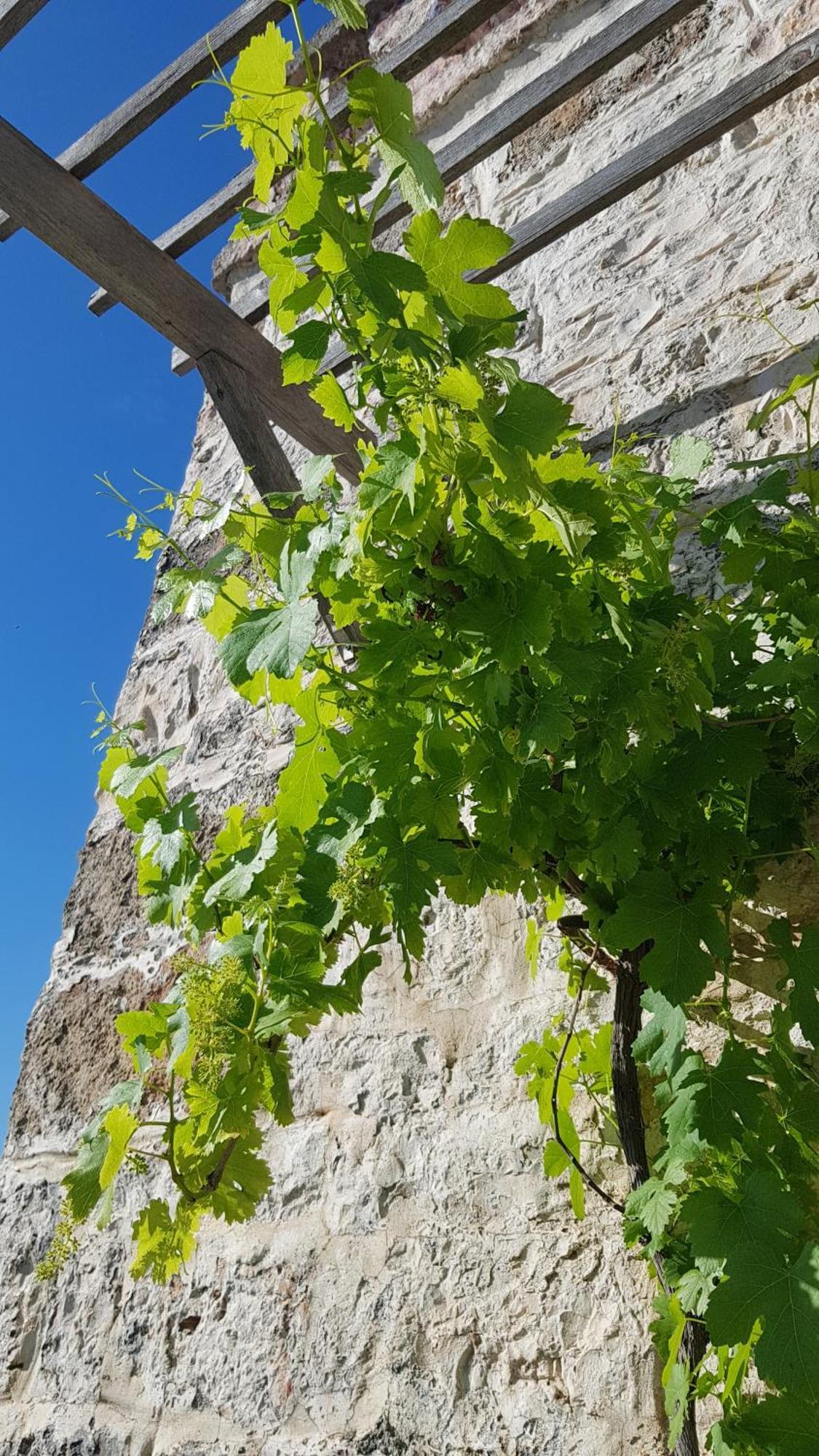 Podere Del Gelso Bianco, Vacation Rental Ostuni Exterior foto
